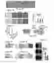 Fig. 02 - METHODS OF PREVENTING TUMOR METASTASIS, TREATING AND PROGNOSING CANCER AND IDENTIFYING AGENTS WHICH ARE PUTATIVE METASTASIS INHIBITORS