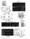 Fig. 09 - METHODS OF PREVENTING TUMOR METASTASIS, TREATING AND PROGNOSING CANCER AND IDENTIFYING AGENTS WHICH ARE PUTATIVE METASTASIS INHIBITORS