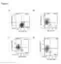 Fig. 28 - Differentiation of human embryonic stem cells