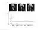 Fig. 02 - Therapeutic agent for ischemic diseases
