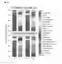 Fig. 03 - METHODS OF USE FOR PROBIOTICS AND PREBIOTICS