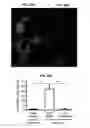 Fig. 20 - Methods of treating muscular dystrophy