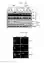 Fig. 07 - Administration method for anticancer drugs