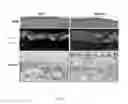 Fig. 02 - Therapeutic applications of SMAD7