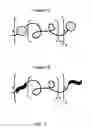 Fig. 02 - Hetero-assembling, tunable, and injectable hydrogels for cell encapsulation