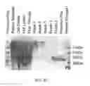 Fig. 07 - Hetero-assembling, tunable, and injectable hydrogels for cell encapsulation