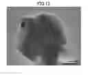 Fig. 09 - Method for producing metal nanoparticle complex, and metal nanoparticle complex produced by said method