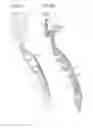 Fig. 03 - Razor