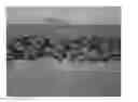 Fig. 01 - Article comprising polylactic acid layers and process of making the same