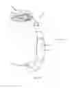Fig. 15 - Beverage can handle