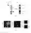 Fig. 02 - METHOD FOR TREATING SINGLE WALL CARBON NANOTUBE