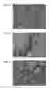 Fig. 08 - Method for producing chiral metal oxide structure, and chiral porous structure