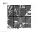 Fig. 02 - Cubic boron nitride sintered body and method for manufacturing the same