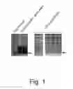 Fig. 02 - METHOD FOR REMOVAL OF DNA