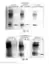 Fig. 04 - Modified biotin-binding protein