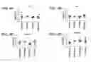 Fig. 05 - Antibodies to surface determinants