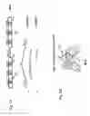 Fig. 02 - MATERIALS AND METHODS RELATING TO MODIFYING THE BINDING OF ANTIBODIES