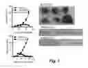 Fig. 02 - Methods and products for preventing and/or treating metastatic cancer