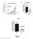 Fig. 07 - Methods and products for preventing and/or treating metastatic cancer