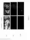 Fig. 08 - Cell culture medium for enhanced hepatocyte function