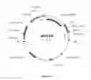 Fig. 02 - Method for plant improvement using a transgene containing the BETL9 promoter driving expression of the MRP1 protein