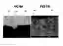 Fig. 06 - METHOD AND DEVICE FOR PRODUCING SILVER-CONTAINING LAYER, SILVER-CONTAINING LAYER, AND SLIDING CONTACT MATERIAL USING SILVER-CONTAINING LAYER