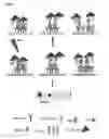 Fig. 02 - Biosensor comprising metal nanoparticles