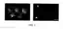 Fig. 06 - Fluorescent Chemical Dye for Visualization of Neural Stem Cell Symmetric and Asymmetric Division