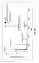 Fig. 19 - Ionization of chemicals in mixture at low pH by ambient ionization/mass spectrometry