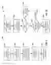 Fig. 08 - DISTRIBUTION AND SYNCHRONIZATION OF DIGITAL OBJECTS