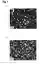 Fig. 08 - Target for ultraviolet light generation, electron beam-excited ultraviolet light source, and production method for target for ultraviolet light generation