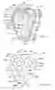 Fig. 07 - Threaded gear assembly and a hand-held applicator to clean teats of a milk-producing animal