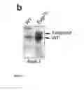 Fig. 03 - Animal models of neurological disorders