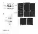 Fig. 06 - Animal models of neurological disorders