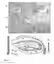 Fig. 28 - Animal models of neurological disorders