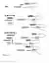 Fig. 34 - Animal models of neurological disorders