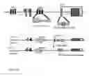 Fig. 37 - Animal models of neurological disorders