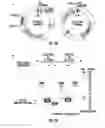 Fig. 02 - HUMANIZED TRANSGENIC SINGLE NUCLEOTIDE POLYMORPHISM ANIMAL SYSTEMS