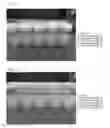 Fig. 08 - SILICON-CONTAINING COMPOUND AQUEOUS SOLUTION AND ANTIBACTERIAL/ANTIVIRAL AGENT INCLUDING SAID SOLUTION