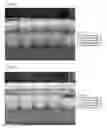 Fig. 09 - SILICON-CONTAINING COMPOUND AQUEOUS SOLUTION AND ANTIBACTERIAL/ANTIVIRAL AGENT INCLUDING SAID SOLUTION
