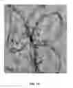 Fig. 02 - Method of using carbon nanotubes to affect seed germination and plant growth