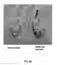 Fig. 07 - Method of using carbon nanotubes to affect seed germination and plant growth