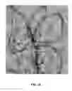 Fig. 02 - Method of using carbon nanotubes to affect seed germination and plant growth