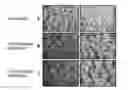 Fig. 01 - PLANT BASED MEAT STRUCTURED PROTEIN PRODUCTS