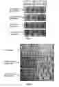 Fig. 02 - PLANT BASED MEAT STRUCTURED PROTEIN PRODUCTS