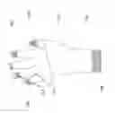Fig. 02 - ULTRAVIOLET SHIELD GLOVE