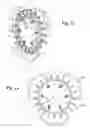 Fig. 02 - Ring