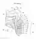 Fig. 02 - Article and method for controlling oral-originated systemic disease