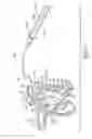 Fig. 06 - Intranasal medication delivery device and method of use thereof