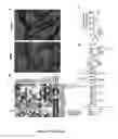 Fig. 08 - Compounds for use in polycystic kidney disease
